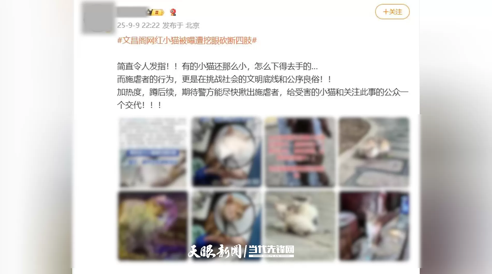 贵阳“挖眼虐猫”事件系AI编造谣言,造谣者已被行政处罚-第1张图片- 贵阳“挖眼虐猫”事件系AI编造谣言,造谣者已被行政处罚-第1张图片-