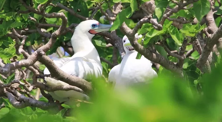 黄岩岛国家级自然保护区获批，范围和功能分区也定了-第1张图片-