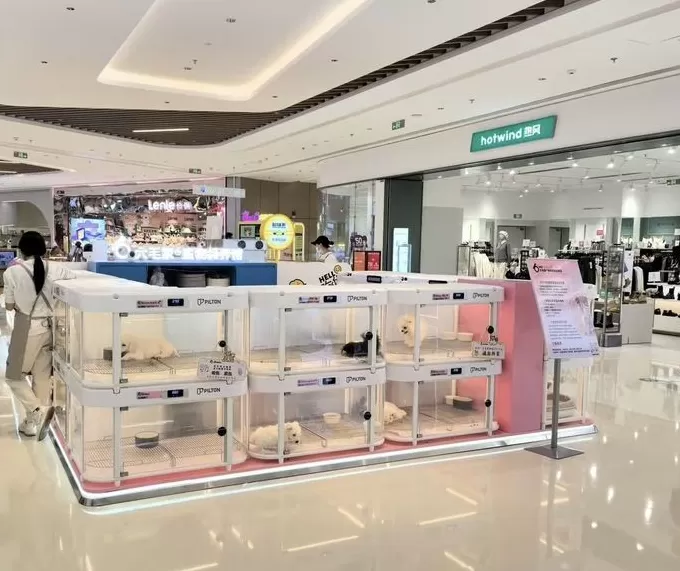 宠物智能舱公司创始人:节前产品爆单了,还存在用创新获得高增长的机会|在春天许一个愿望-第2张图片- 宠物智能舱公司创始人:节前产品爆单了,还存在用创新获得高增长的机会|在春天许一个愿望-第2张图片-