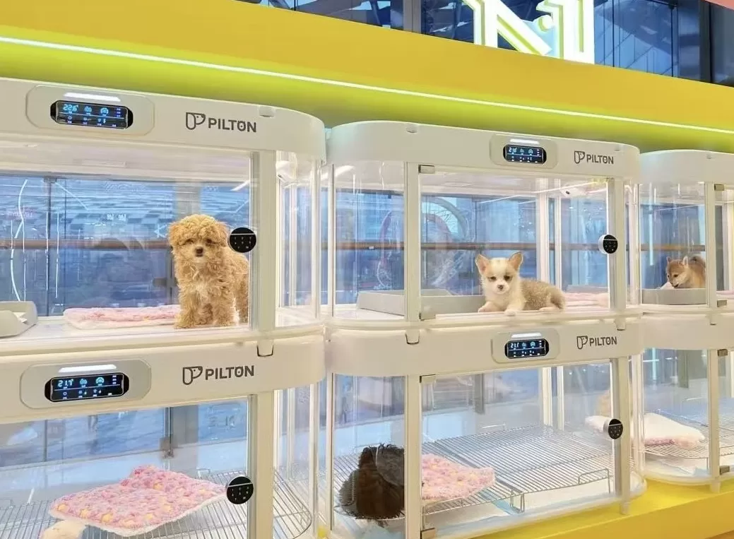 宠物智能舱公司创始人:节前产品爆单了,还存在用创新获得高增长的机会|在春天许一个愿望-第1张图片- 宠物智能舱公司创始人:节前产品爆单了,还存在用创新获得高增长的机会|在春天许一个愿望-第1张图片-