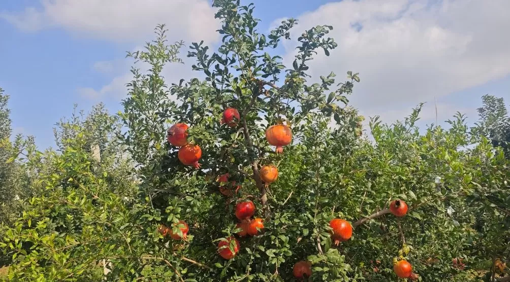 全国主流媒体齐聚礼泉，共探农文旅融合新路径-第3张图片-