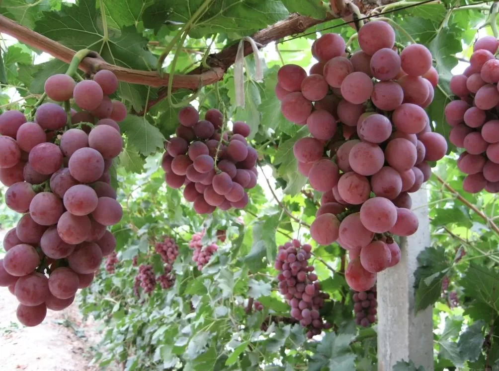 陕西礼泉:果业全产业链“焕新”,让“御果”品牌更响亮-第1张图片- 陕西礼泉:果业全产业链“焕新”,让“御果”品牌更响亮-第1张图片-