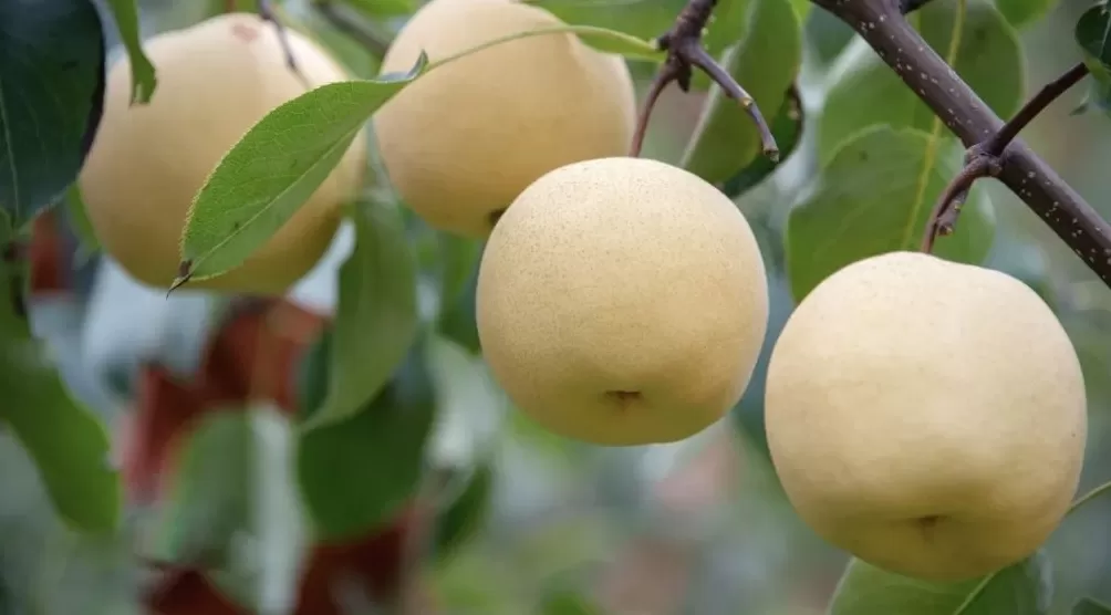 陕西礼泉:果业全产业链“焕新”,让“御果”品牌更响亮-第3张图片- 陕西礼泉:果业全产业链“焕新”,让“御果”品牌更响亮-第3张图片-