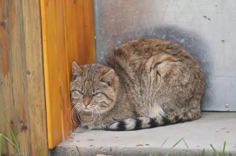 PKU005，半路死去，没能抵达新的家-第4张图片-