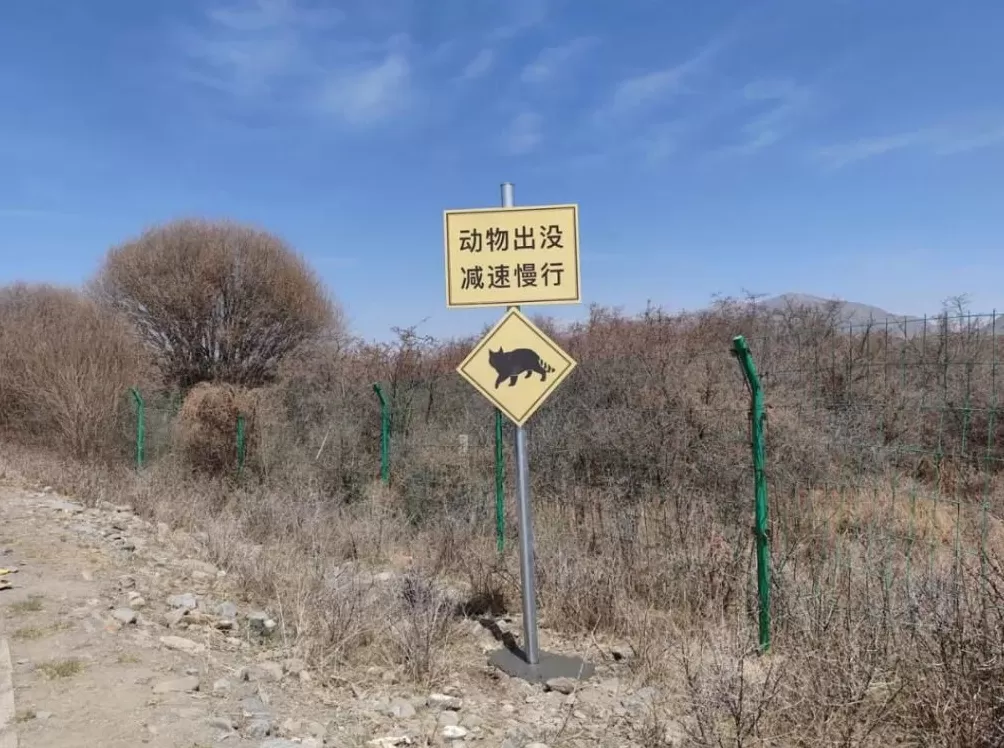 PKU005，半路死去，没能抵达新的家-第6张图片-