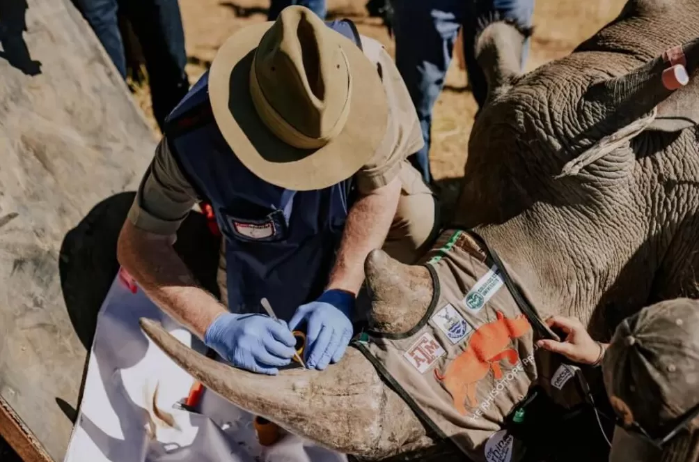 PKU005，半路死去，没能抵达新的家-第9张图片-