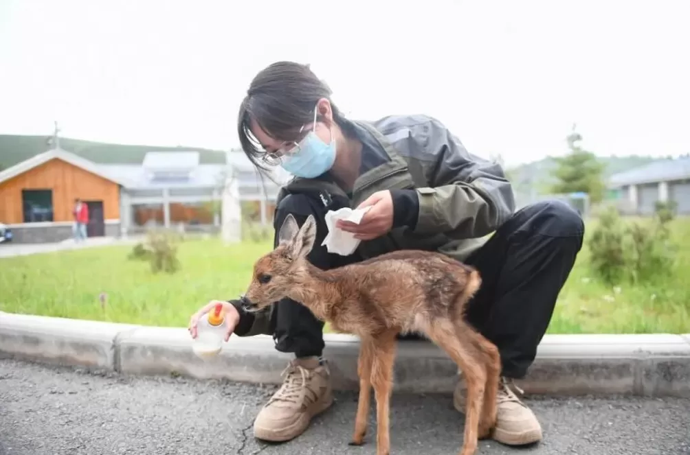 PKU005，半路死去，没能抵达新的家-第8张图片-