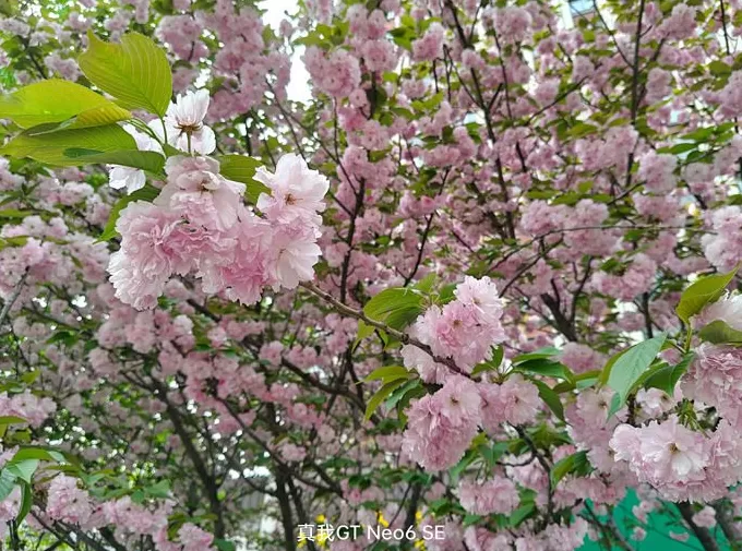 真我GT Neo6 SE体验：靠更亮的屏突围中端市场-第9张图片-