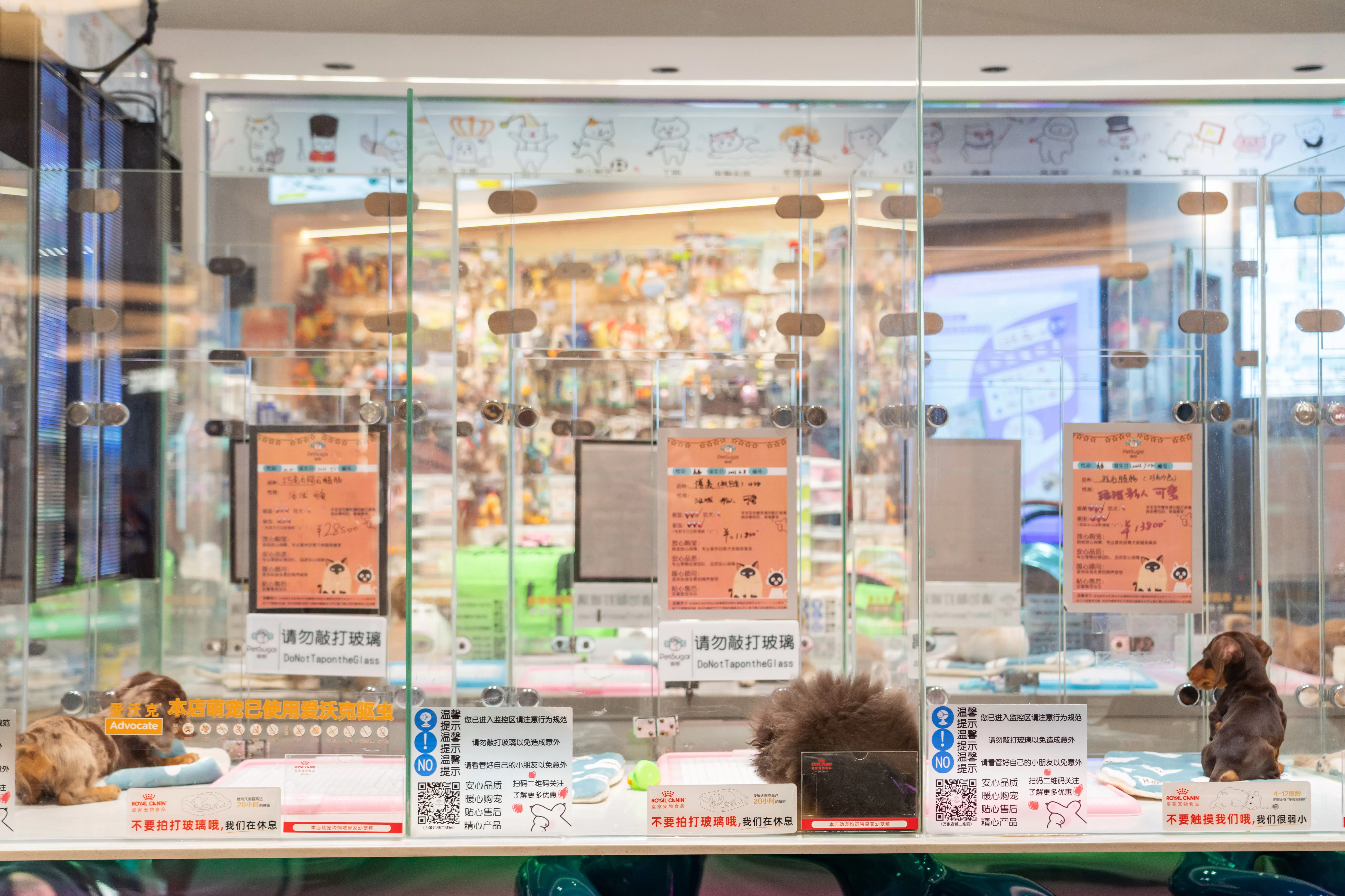 给宠物做“精装房”会是智能硬件下一个好机会吗？-第1张图片-