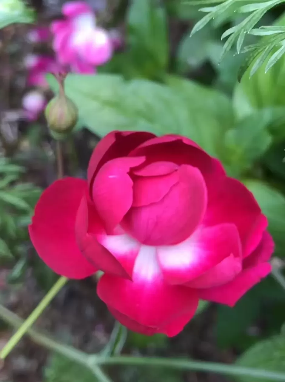 文学花边｜陈丹燕带着她的“月季故事”来到英国-第2张图片-