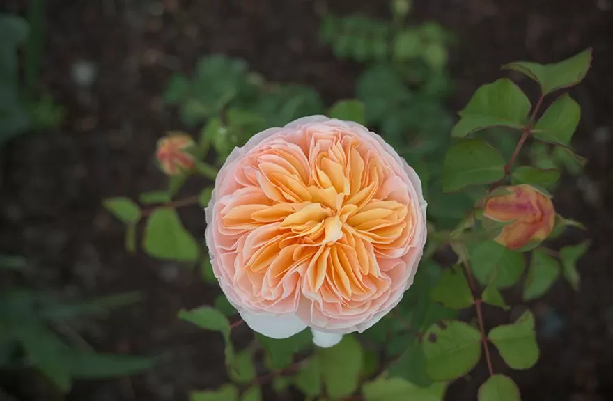 文学花边｜陈丹燕带着她的“月季故事”来到英国-第6张图片-