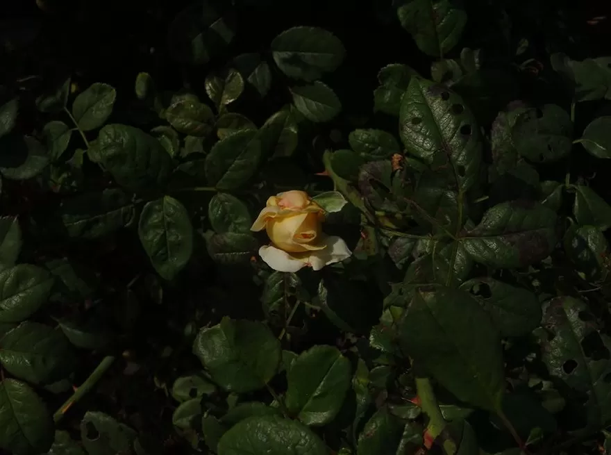 文学花边｜陈丹燕带着她的“月季故事”来到英国-第5张图片-