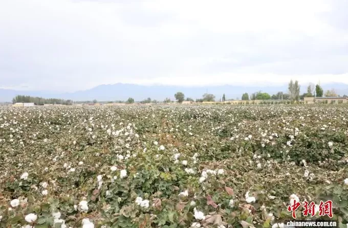 （砥砺奋进七十载天山南北谱华章）新疆精河：万亩棉田如何种下“稳稳的幸福”？-第1张图片-