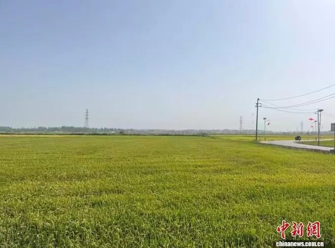 （砥砺奋进七十载天山南北谱华章）在新疆，沙漠边缘有个稻香村-第1张图片-