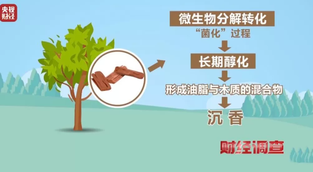 你买的沉香可能是“科技与狠活”商家被曝用注油白木冒充沉香-第5张图片-