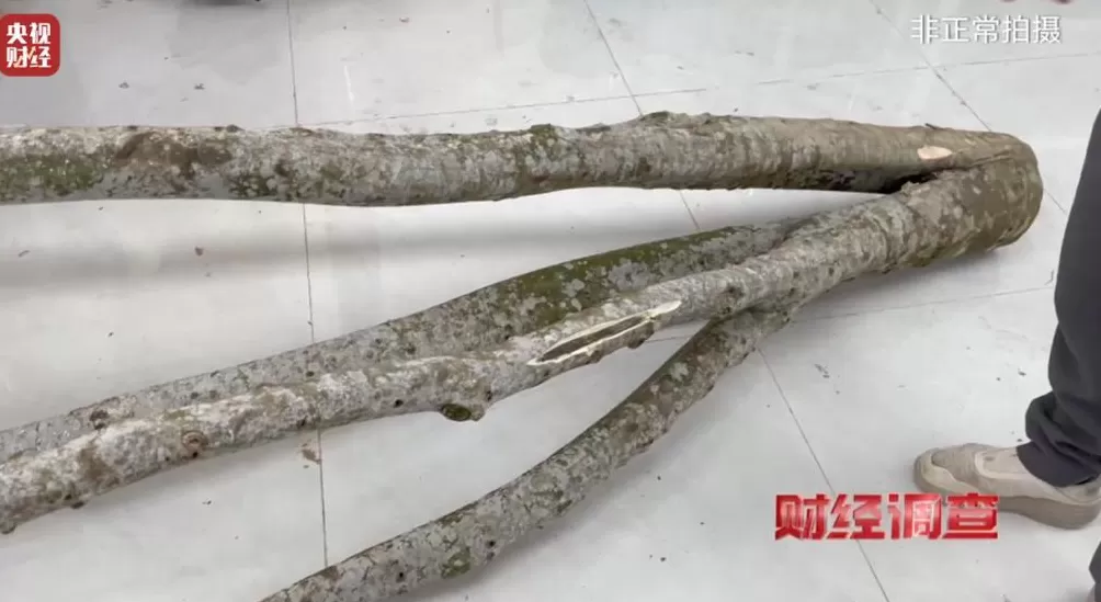 你买的沉香可能是“科技与狠活”商家被曝用注油白木冒充沉香-第24张图片-