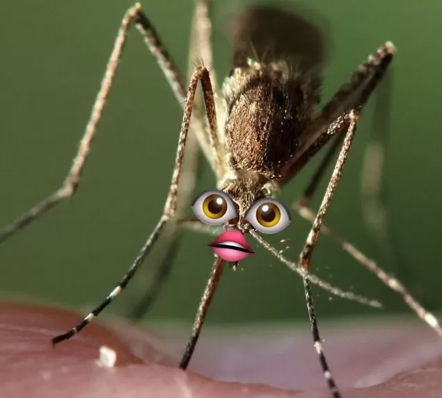 为啥你总被蚊子咬?研究表明,这些生活习惯会让你成为“蚊子的香饽饽”!-第2张图片- 为啥你总被蚊子咬?研究表明,这些生活习惯会让你成为“蚊子的香饽饽”!-第2张图片-