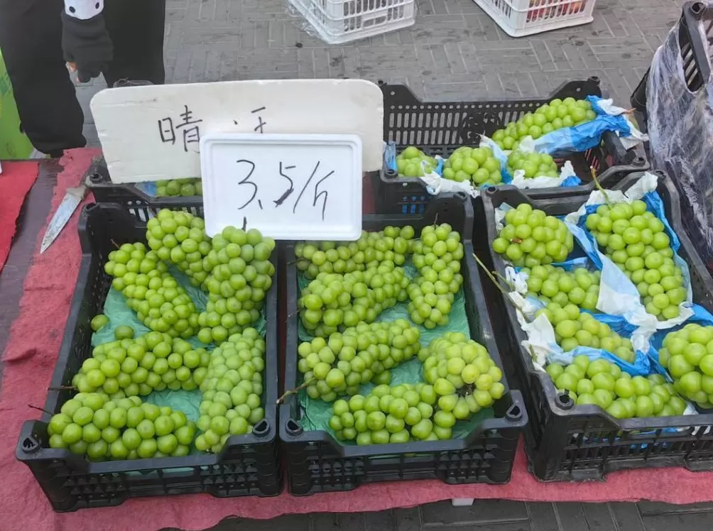 阳光玫瑰因何跌成“地板价”?-第3张图片- 阳光玫瑰因何跌成“地板价”?-第3张图片-