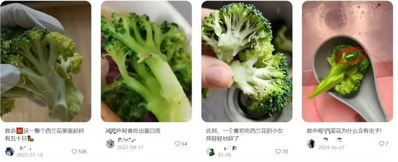 从保质期两年的西兰花说起-第11张图片- 从保质期两年的西兰花说起-第11张图片-