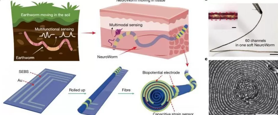 历经5年多协同攻关!我国脑机接口技术获重大突破-第1张图片- 历经5年多协同攻关!我国脑机接口技术获重大突破-第1张图片-