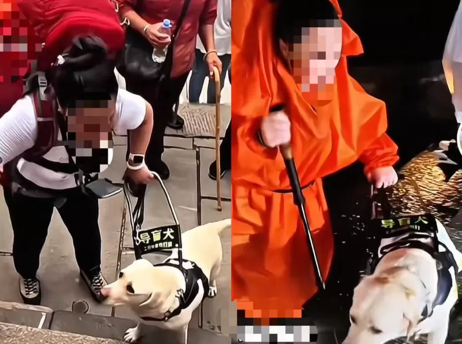 “盲人带导盲犬爬泰山”引争议导盲犬培训基地：将派专人接回-第1张图片-