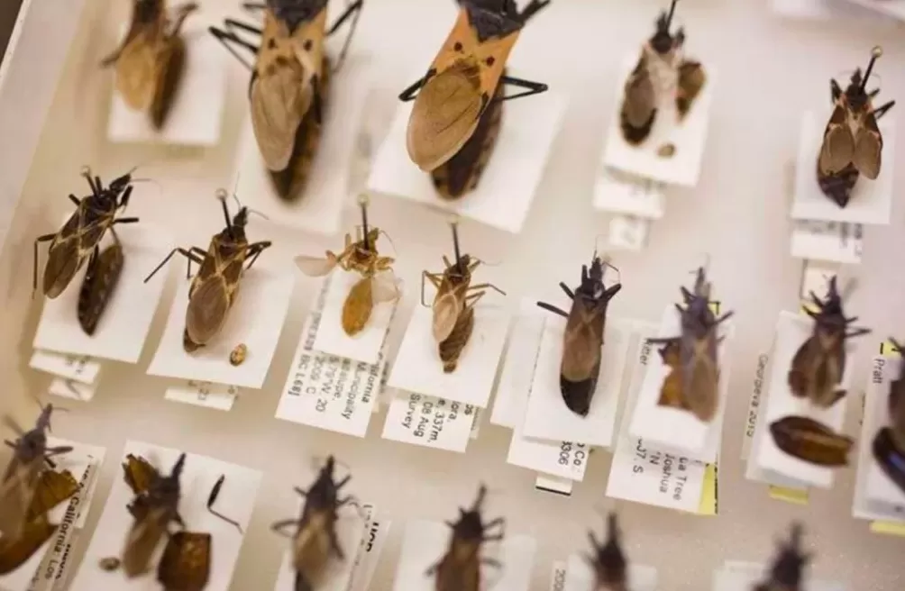 超一亿人处于危险之中，它被称为新的艾滋病-第1张图片-