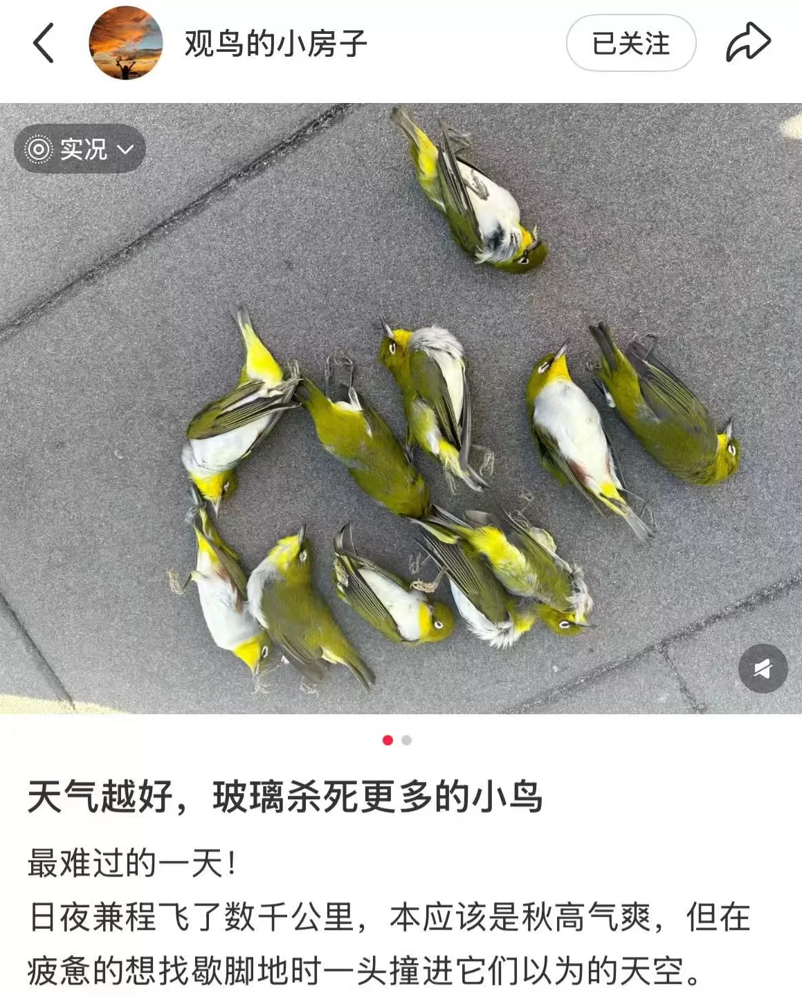 “鸟撞”问题频频发生:面对城市中的鸟类杀手,我们能怎么做?-第1张图片- “鸟撞”问题频频发生:面对城市中的鸟类杀手,我们能怎么做?-第1张图片-