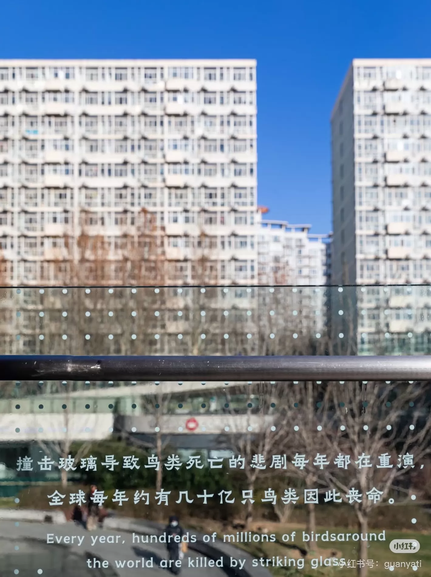 “鸟撞”问题频频发生:面对城市中的鸟类杀手,我们能怎么做?-第2张图片- “鸟撞”问题频频发生:面对城市中的鸟类杀手,我们能怎么做?-第2张图片-