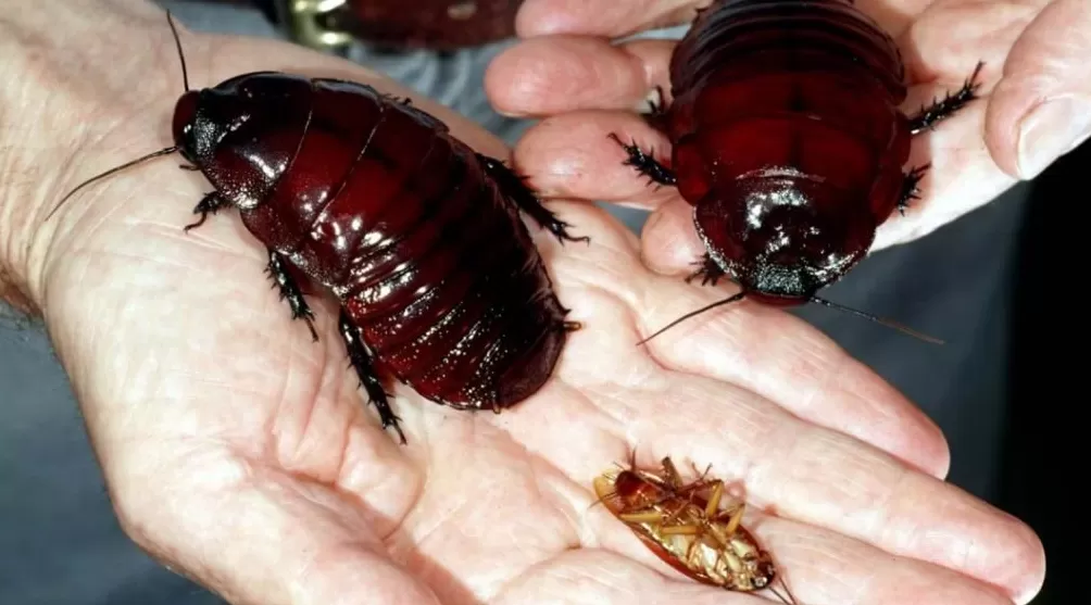 蟑螂如果和小龙虾一样大,能吃吗-第3张图片- 蟑螂如果和小龙虾一样大,能吃吗-第3张图片-