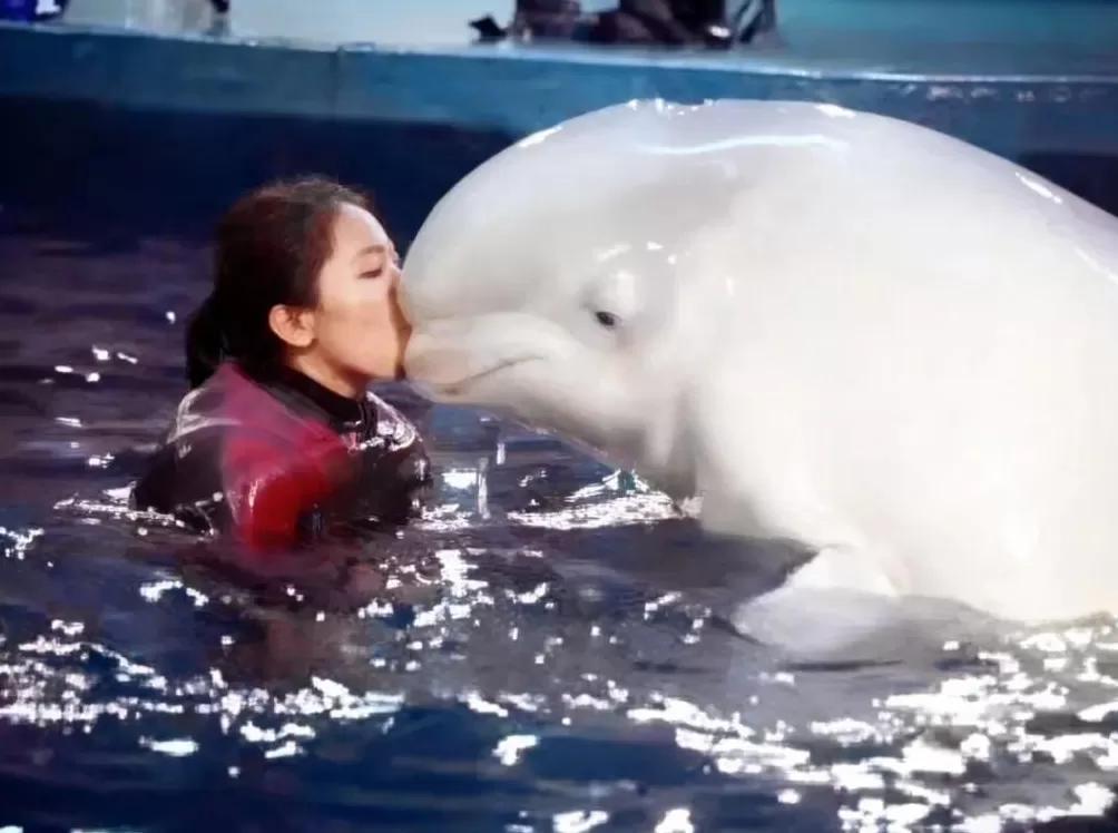 囚鲸之死：一名女驯鲸师的觉醒-第6张图片-