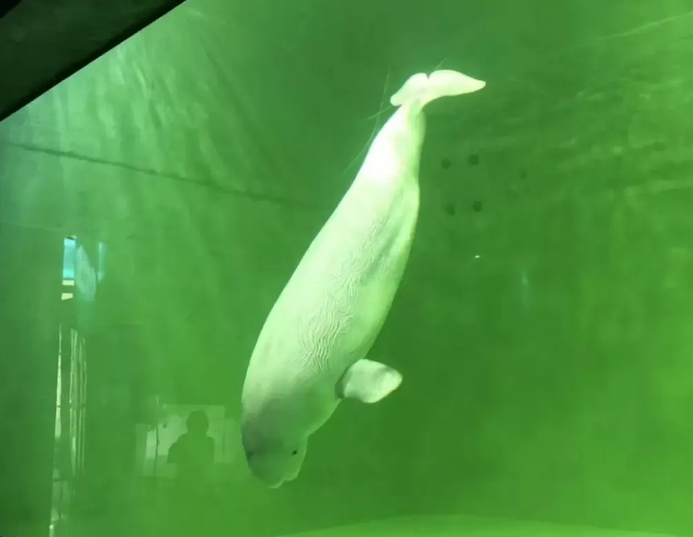 囚鲸之死：一名女驯鲸师的觉醒-第8张图片-