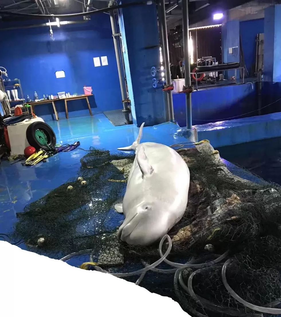 囚鲸之死：一名女驯鲸师的觉醒-第10张图片-