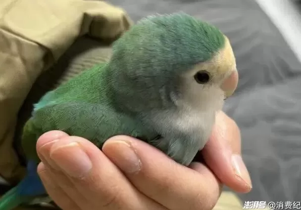 小鹦鹉，大生意-第5张图片-