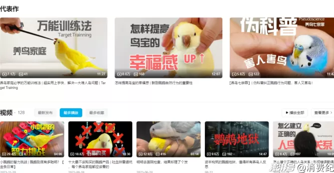 小鹦鹉，大生意-第7张图片-