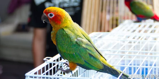 小鹦鹉，大生意-第14张图片-