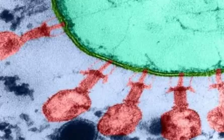 少量饮酒能提高外语能力？搞笑诺奖揭晓；世界首个由AI设计的病毒 | 科技周览-第1张图片-