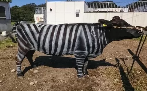 少量饮酒能提高外语能力？搞笑诺奖揭晓；世界首个由AI设计的病毒 | 科技周览-第2张图片-