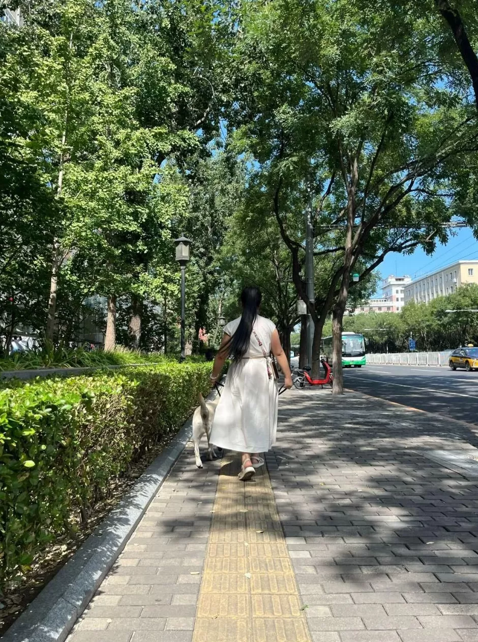 “带盲人爬泰山”的导盲犬，已被接走-第1张图片-