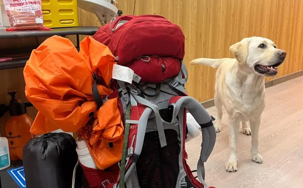 “带盲人爬泰山”的导盲犬，已被接走-第2张图片-