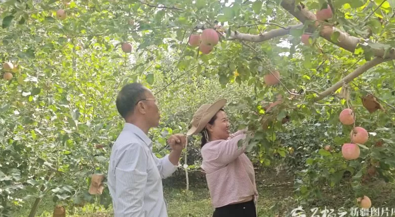 砥砺奋进七十载天山南北谱华章丨“糖心”烙印背后：阿克苏苹果的产业升级之路-第2张图片-