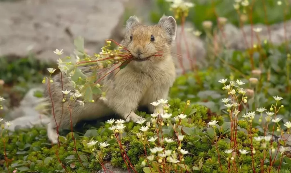 始祖鸟三天后才道歉，“炸山”这事还没完-第9张图片-