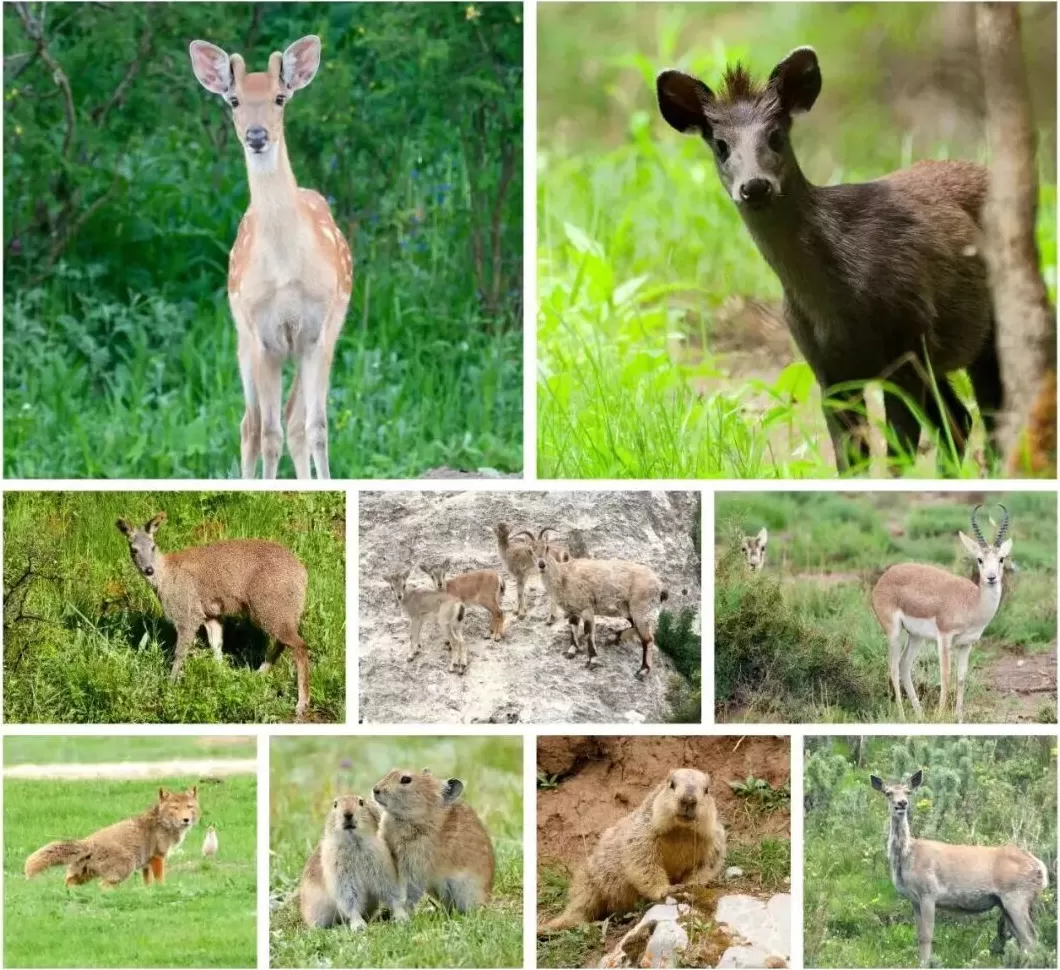 青藏高原烟花炸懵高原小动物？中国小动物保护协会发声-第3张图片-