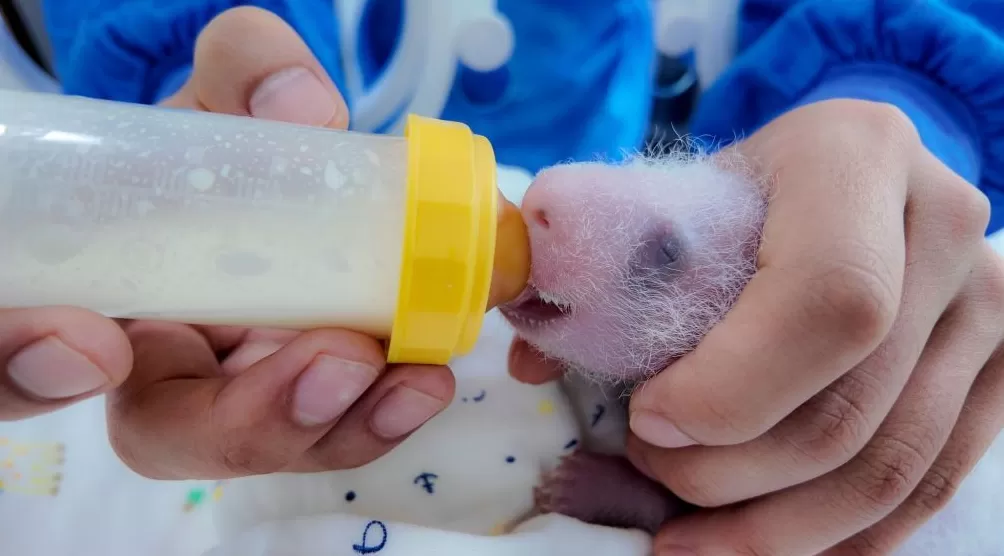 上海野生动物园大熊猫龙凤胎满月，预计还需十天才能睁眼“看世界”-第3张图片-