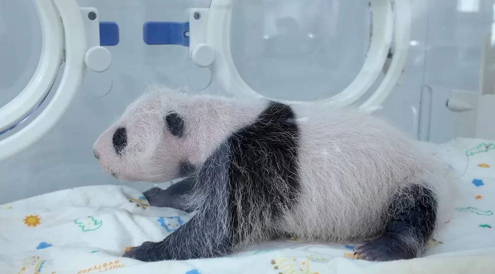 上海野生动物园大熊猫龙凤胎满月，预计还需十天才能睁眼“看世界”-第4张图片-