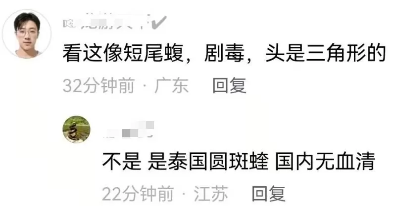 装修工人梦中突感凉意，感觉有动物爬过，打死后发现竟是一条蛇-第5张图片-