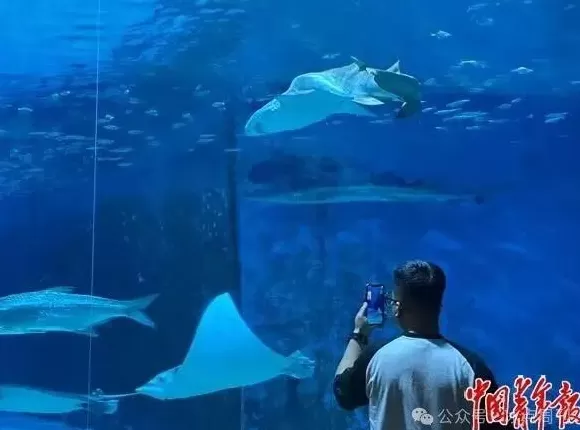 卖企鹅，出租海豚，海洋馆没“鲸”费了-第1张图片-