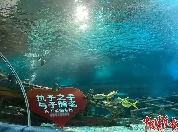 卖企鹅，出租海豚，海洋馆没“鲸”费了-第2张图片-