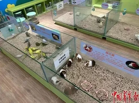 卖企鹅，出租海豚，海洋馆没“鲸”费了-第3张图片-