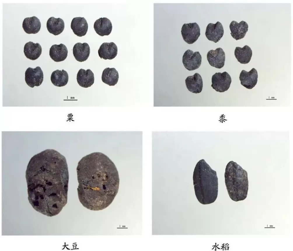 追问“后稷之后，何为稷山”：解码弘扬农耕文明的稷山答案-第7张图片-