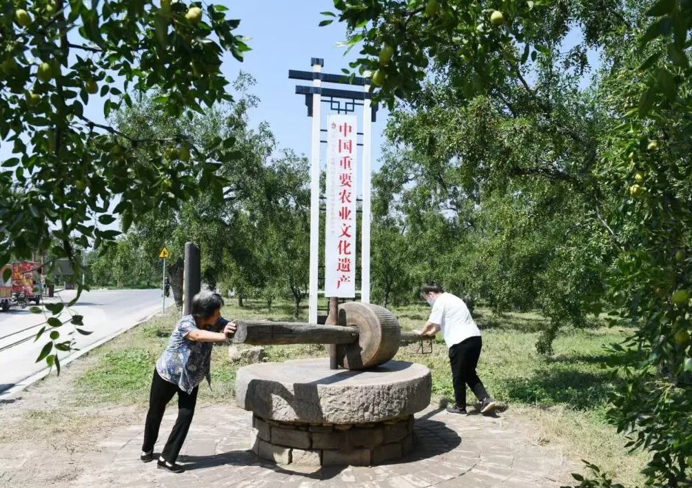 追问“后稷之后，何为稷山”：解码弘扬农耕文明的稷山答案-第9张图片-